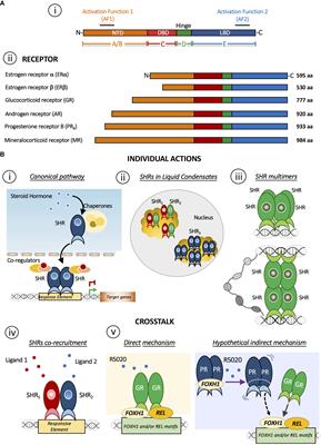 Choosing the right partner in hormone-dependent gene regulation: Glucocorticoid and progesterone receptors crosstalk in breast cancer cells